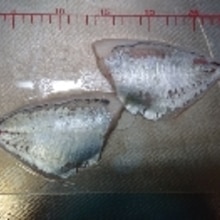 釣り魚料理 カイワリの握り寿司 レシピ 作り方 By 釣りシン 楽天レシピ 釣り魚料理 カイワリの握り寿司 レシピ 作り方 By 釣りシン 楽天レシピ